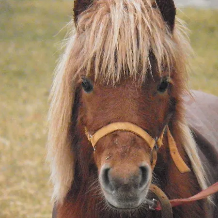 Ninemia And Play Ξενοδοχείο με διαμερίσματα Καρπενήσι