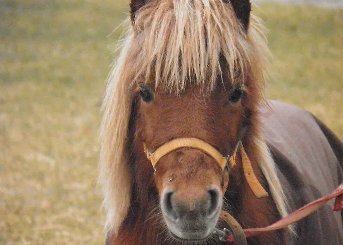 Ninemia And Play Ξενοδοχείο με διαμερίσματα Καρπενήσι